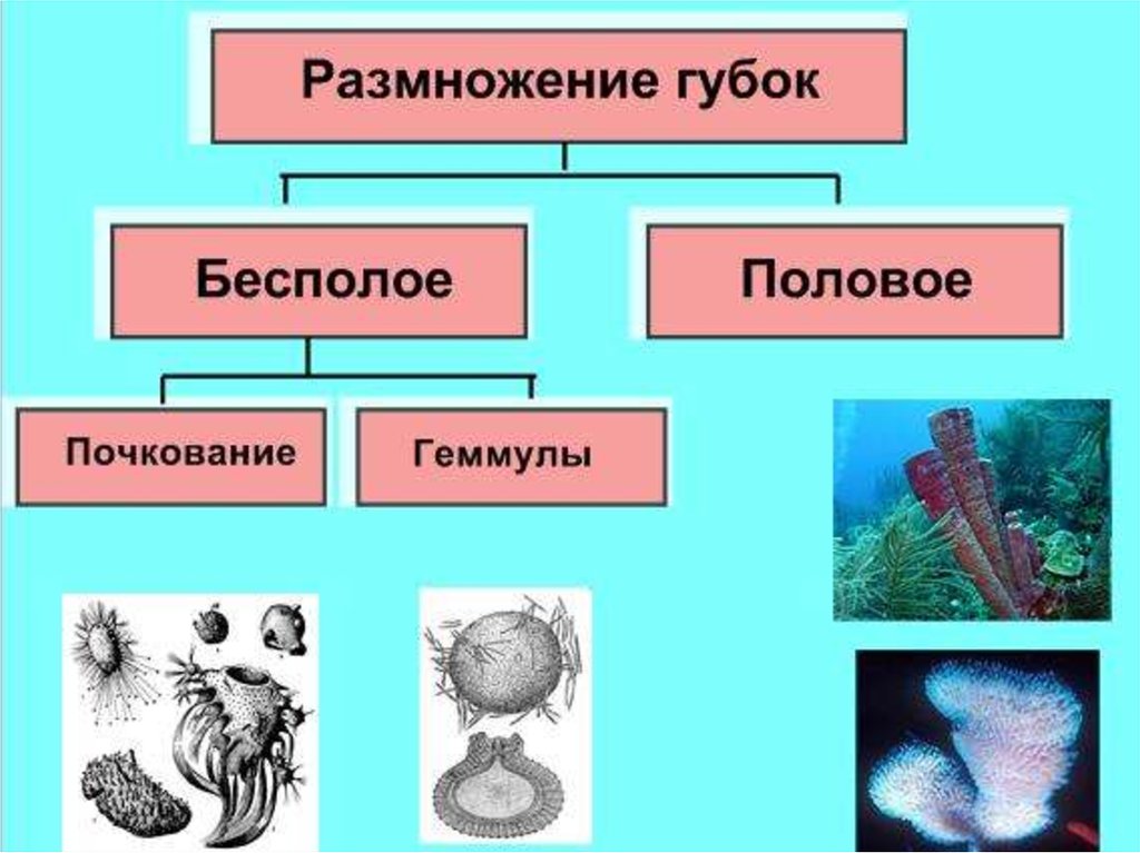 Биология 7 класс тип губки презентация