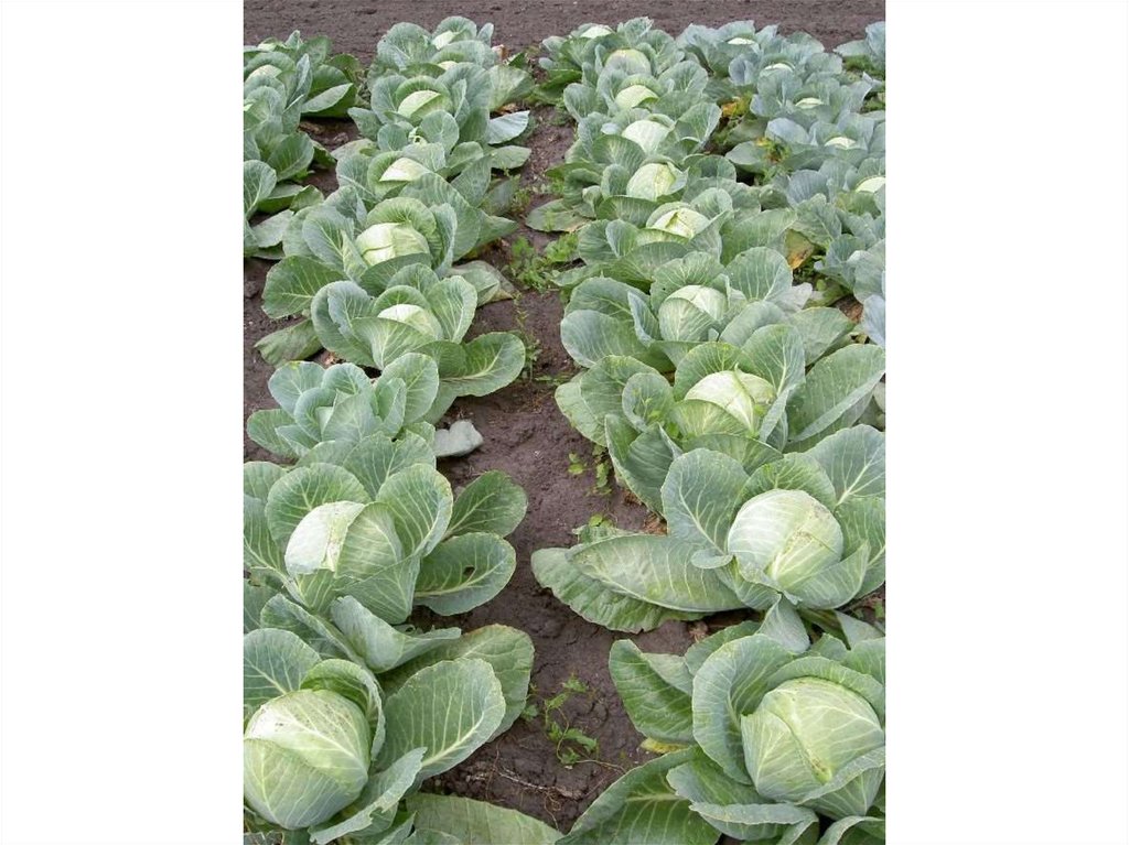 Капуста Оптом Купить Беларусь