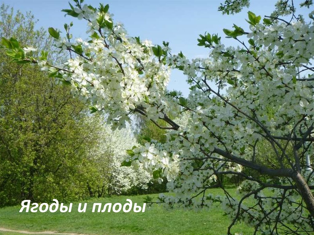 Ягоды и плоды