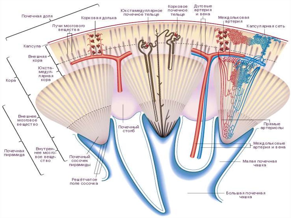Собирательные трубочки пирамид. Корковая долька почки анатомия. Кровоснабжение мозгового вещества почки. Корковое вещество почки нефрон.