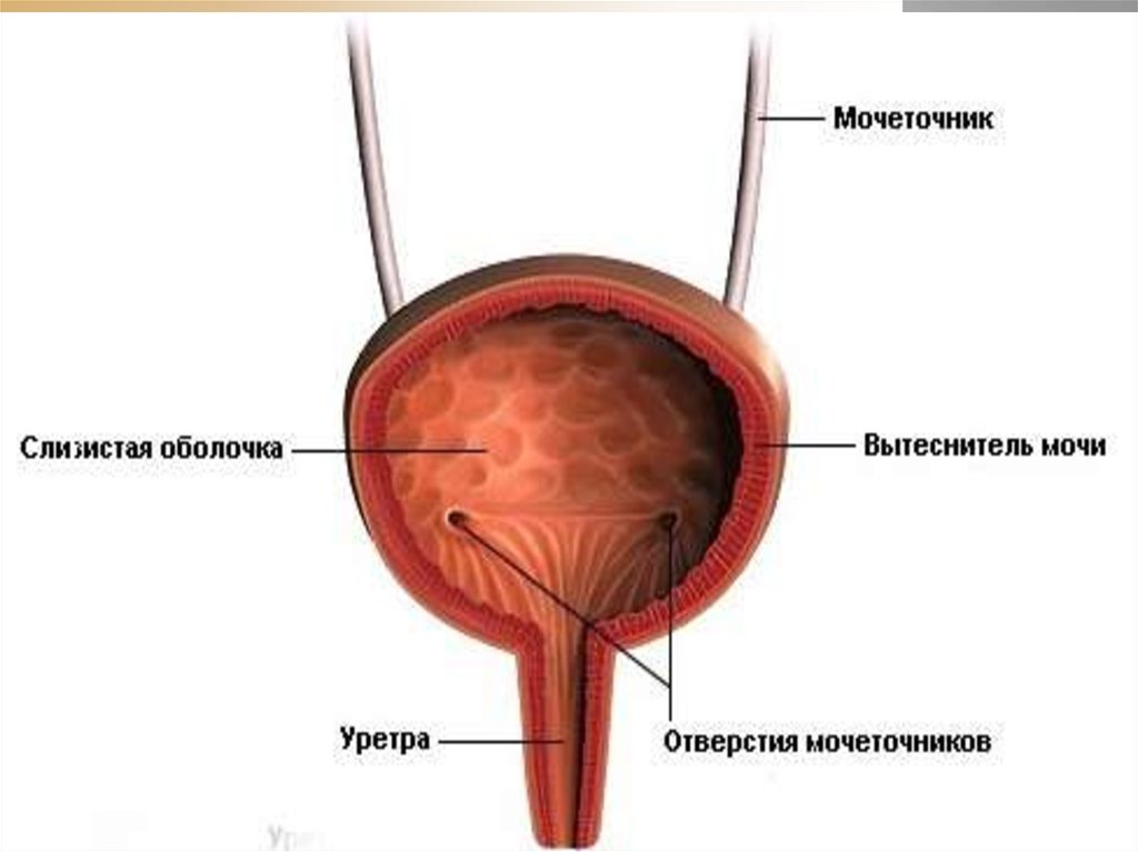 Мочевой пузырь у мужчины видео. Мочевой пузырь и мочеиспускательный канал анатомия. Строение мужской уретры и мочевого пузыря. Уретра строение анатомия. Мочеточник анатомия уретра.
