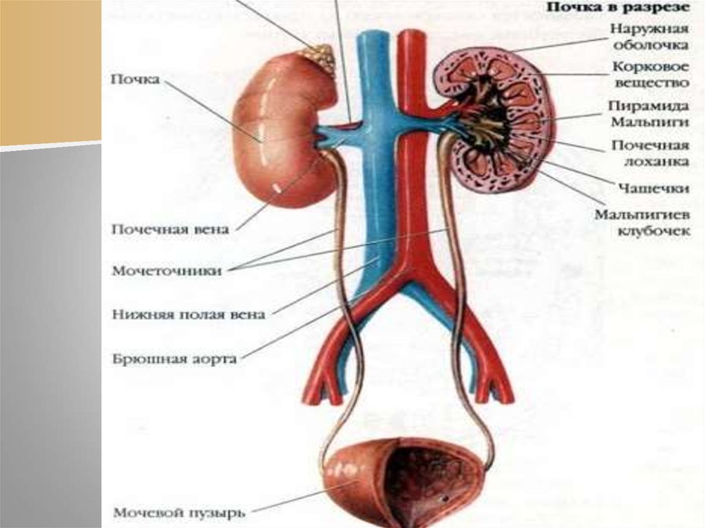 Последовательность органов мочевой системы. Анатомия органов мочевыделительная система. Мочевыделительная система структура. Мочевыделительная система анатомия человека схема. Органы мочевыделительной системы схема.