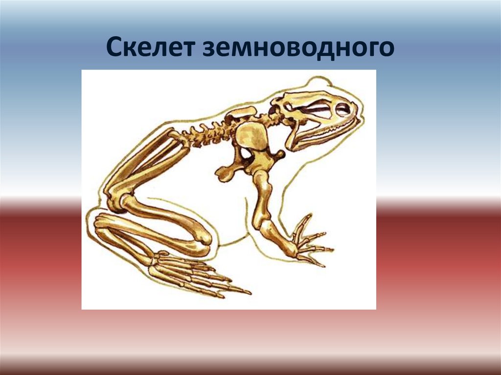 Скелет лягушки позвоночник. Опорно двигательная система лягушки скелет. Опорно-двигательная система. Скелет земноводных. Строение опорно двигательной системы лягушки. Скелет бесхвостых амфибий.