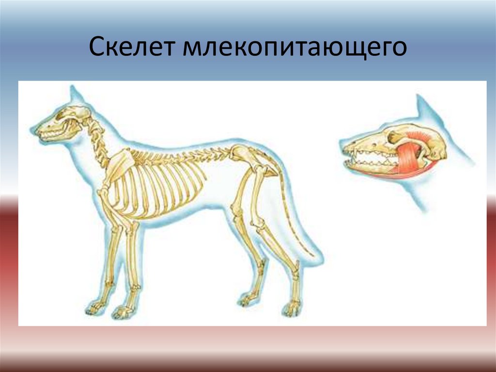 Кости в скелете млекопитающих соединяются между собой. Опорно двигательная система млекопитающих 7 класс биология. Опорно двигательная система млекопитающих 7 класс. Скелет млекопитающего 7 класс биология. Опорно двигательная система млекопитающих схема.