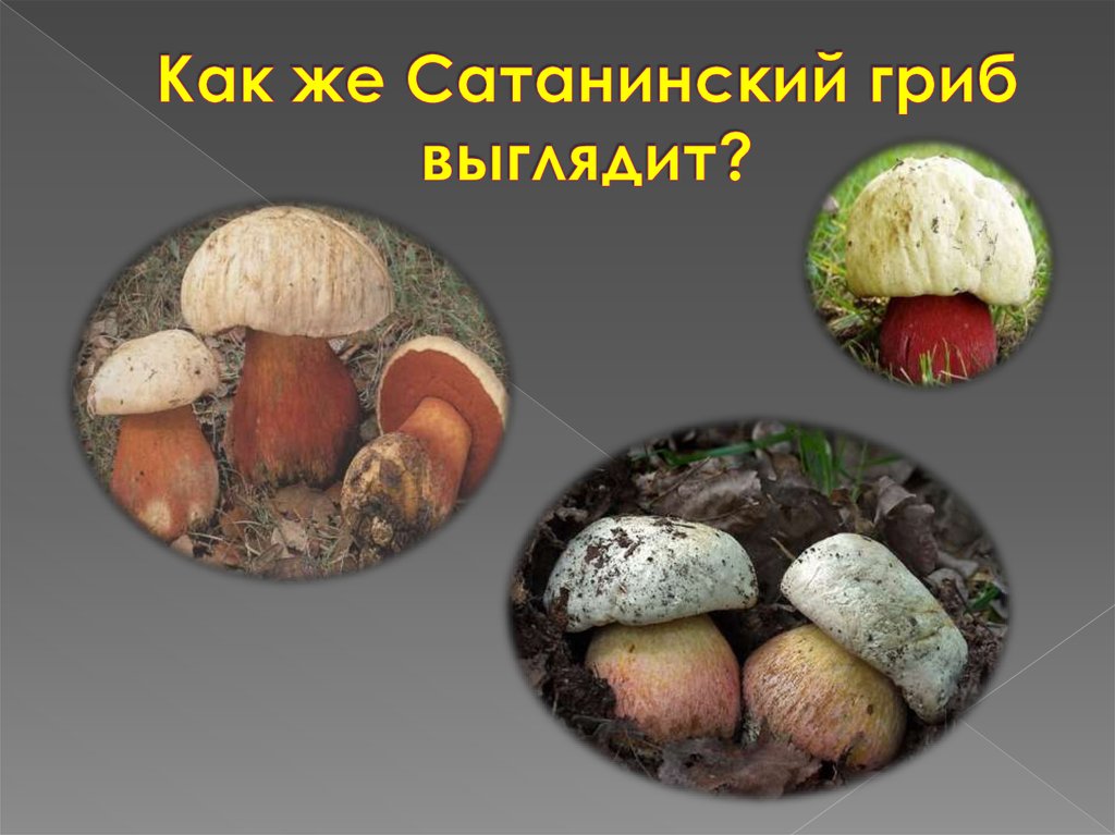 Как же Сатанинский гриб выглядит?