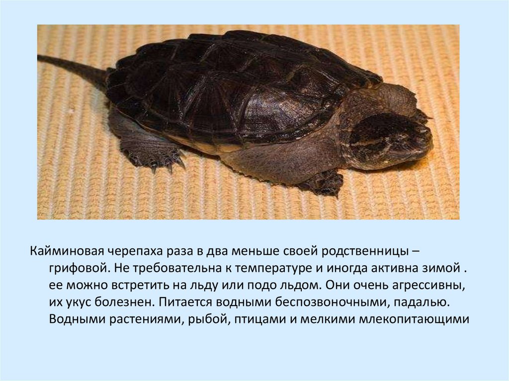 Доклад о черепахе