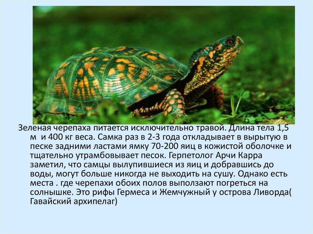 Доклад о черепахе. Доклад про черепаху. Черепаха для презентации. Зелёная черепаха доклад. Зеленая черепаха презентация.