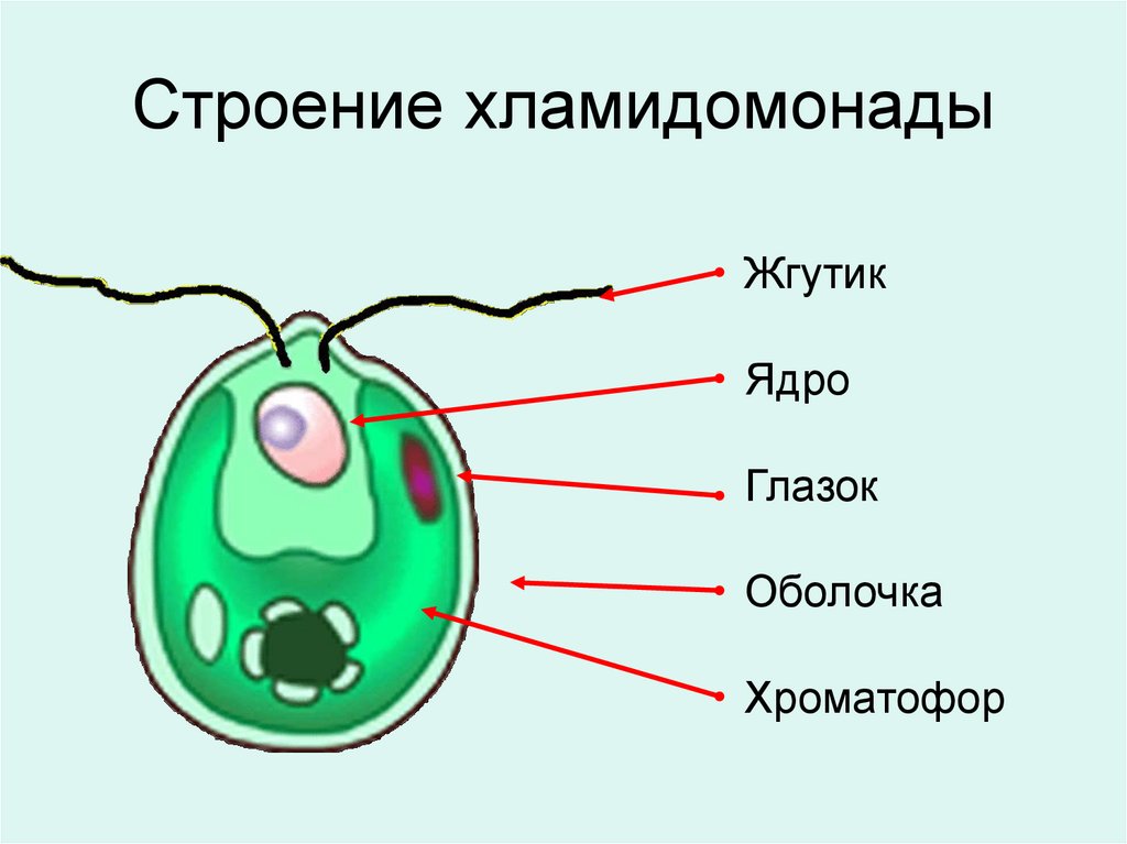 Органы одноклеточных водорослей. Строение одноклеточной водоросли хламидомонады. Аппликация водоросли хламидомонады. Строение одноклеточной водоросли хламидомонады рисунок. Нарисовать строение одноклеточной водоросли хламидомонады.