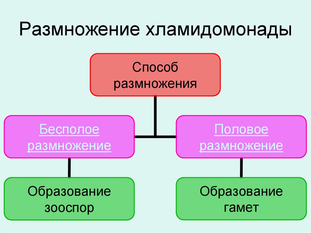 Какой способ размножения хламидомонады