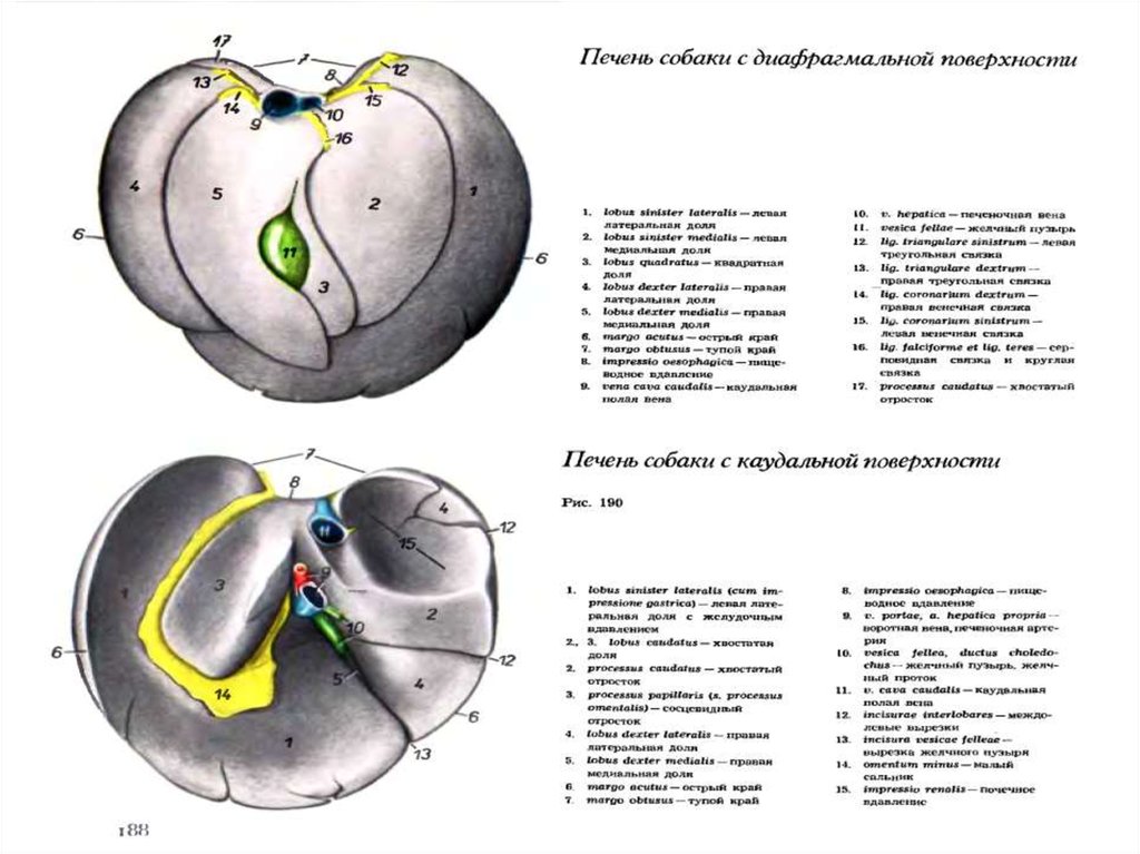 4 размера печени