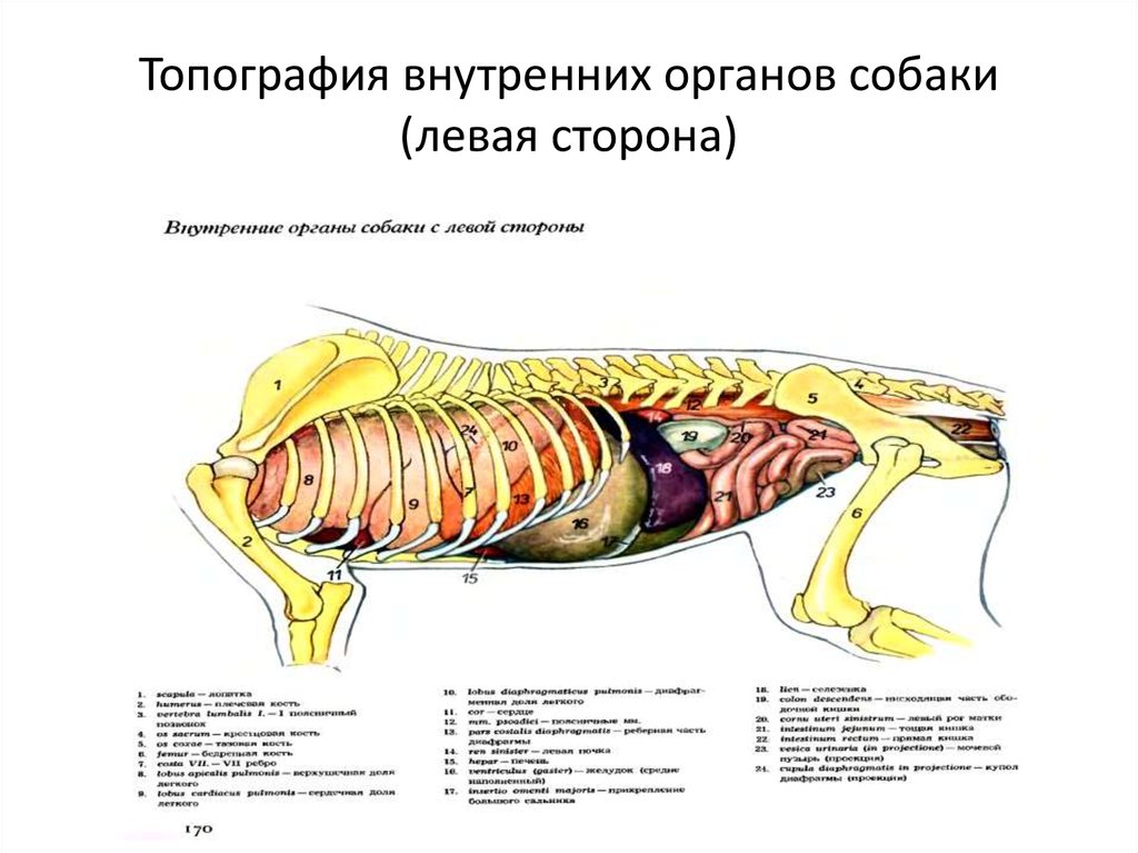 Внутреннее строение органов животных. Топография внутренних органов собаки. Строение внутренних органов собаки брюшная полость. Анатомия брюшной полости собаки внутреннее строение. Схема расположения органов пищеварения собаки.