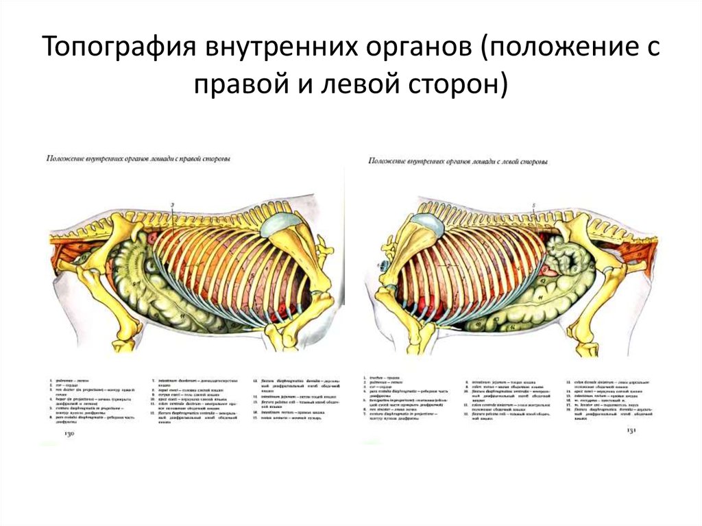 Положение органов. Топография внутренних органов лошади с левой стороны. Положение внутренних органов лошади с левой стороны. Топография внутренних органов свиньи слева. Внутренние органы лошади с левой стороны.