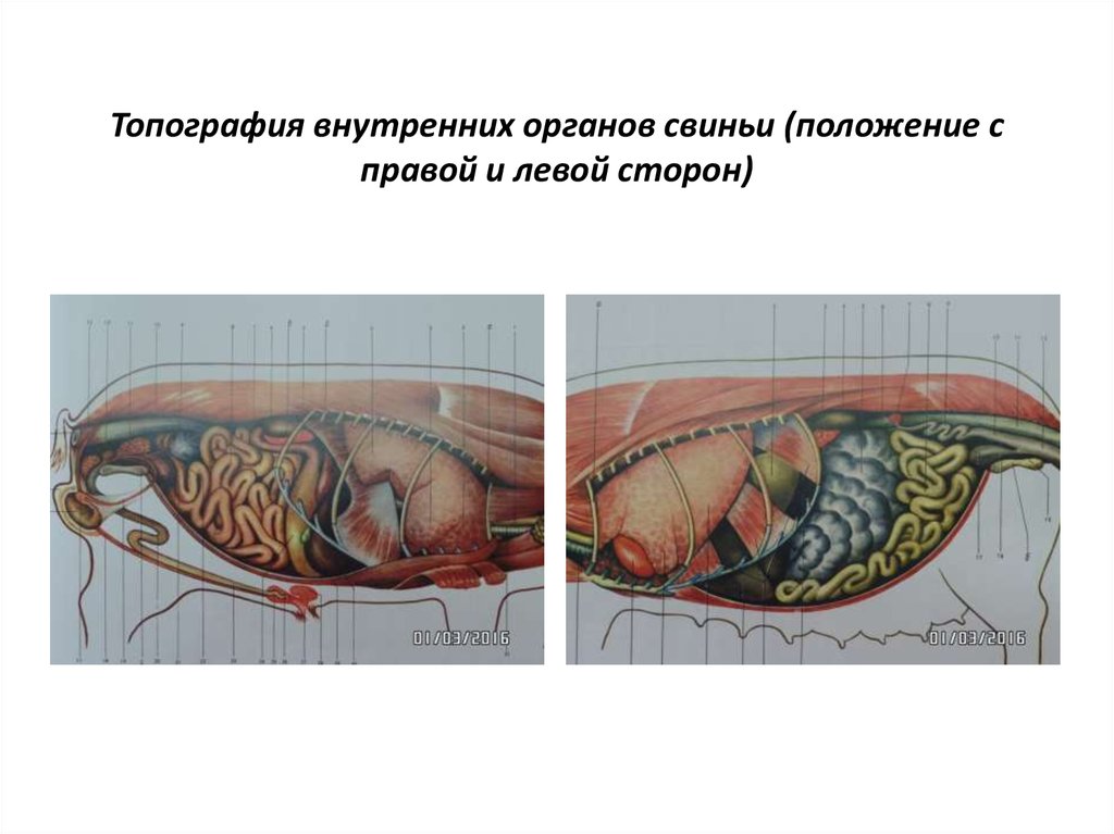 Внутреннее строение органов животных. Анатомия брюшной полости свиньи. Топография органов свиньи. Топография брюшной полости свиньи. Топография внутренних органов свиньи с правой и левой стороны.