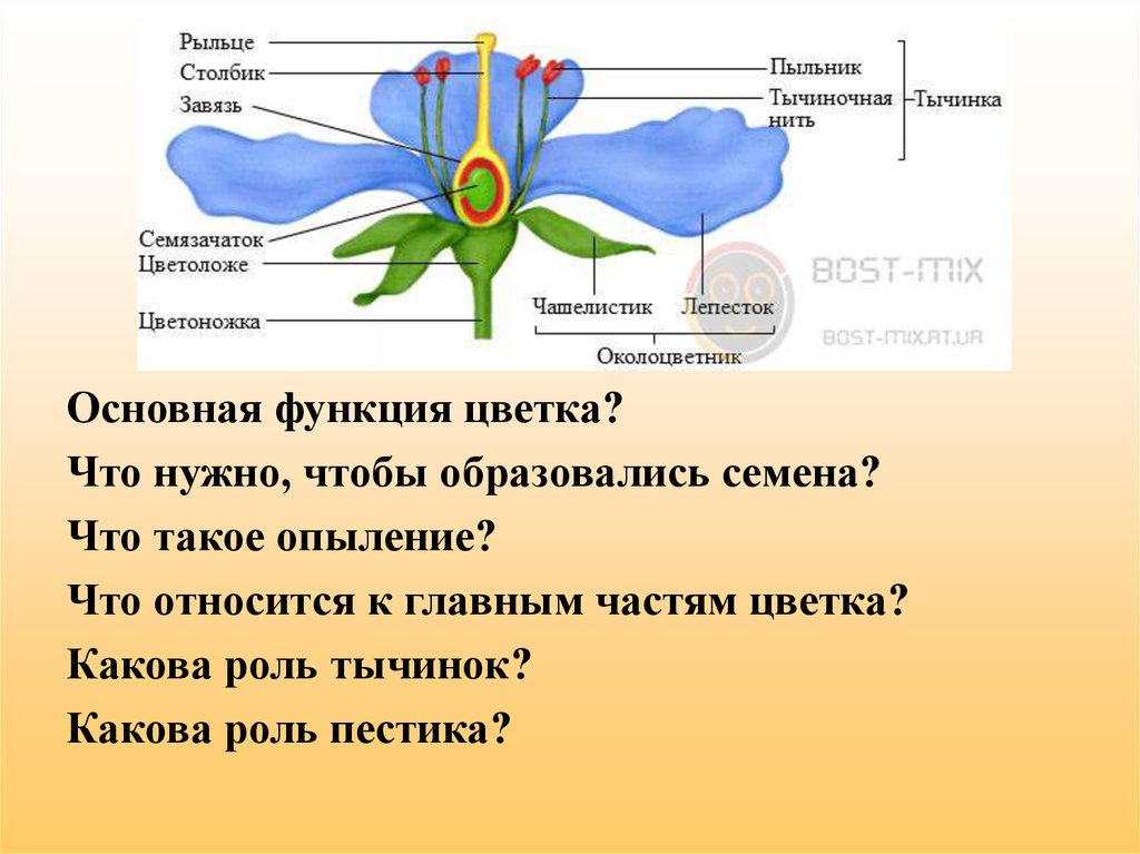 Какую функцию в цветке выполняет завязь ответ. Функции частей цветка. Рыльце цветка. Рыльце цветка функции. Завязь это часть.