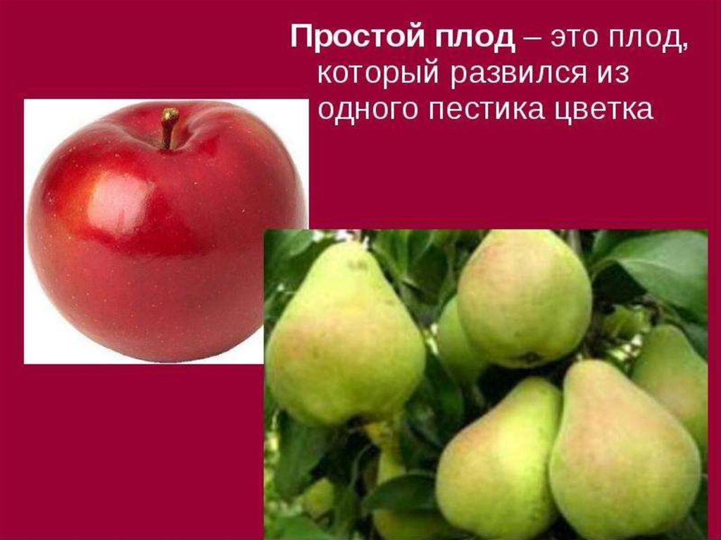 Простые плоды сложные плоды соплодия. Простые плоды. Простые и сложные плоды. Простой и сборный плод. Примеры простых плодов.