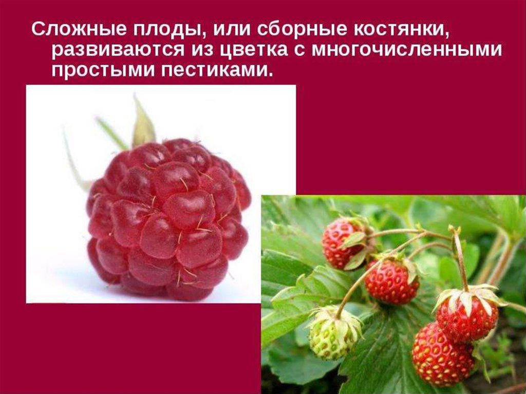 Простые плоды сложные плоды соплодия. Сложные плоды. Простые и сложные плоды. Сборная костянка плод. Примеры сложных плодов.