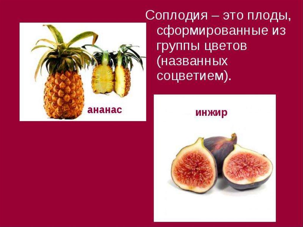 Простые плоды сложные плоды соплодия. Соплодие инжира. Плод соплодие. Сложные плоды и соплодия. Соплодия у растений.