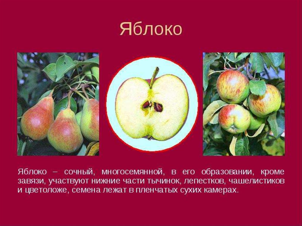 Какую функцию выполняет плод яблони. Строение плода яблока. Название плода яблони. Яблоко плод яблони. Строение плода яблони.