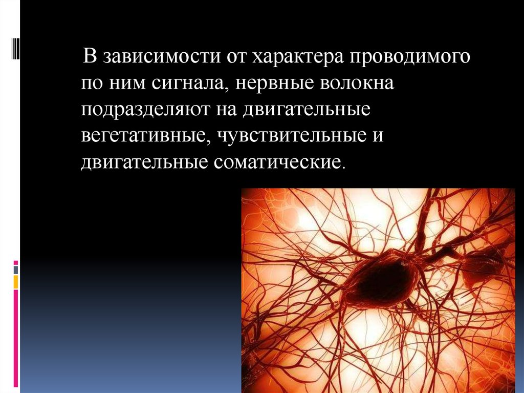 Нервная система вегетативная и соматическа. Функции соматической нервной системы человека. Ткань вегетативной нервной системы. Соматические нервные волокна. Соматические чувствительные нервы.