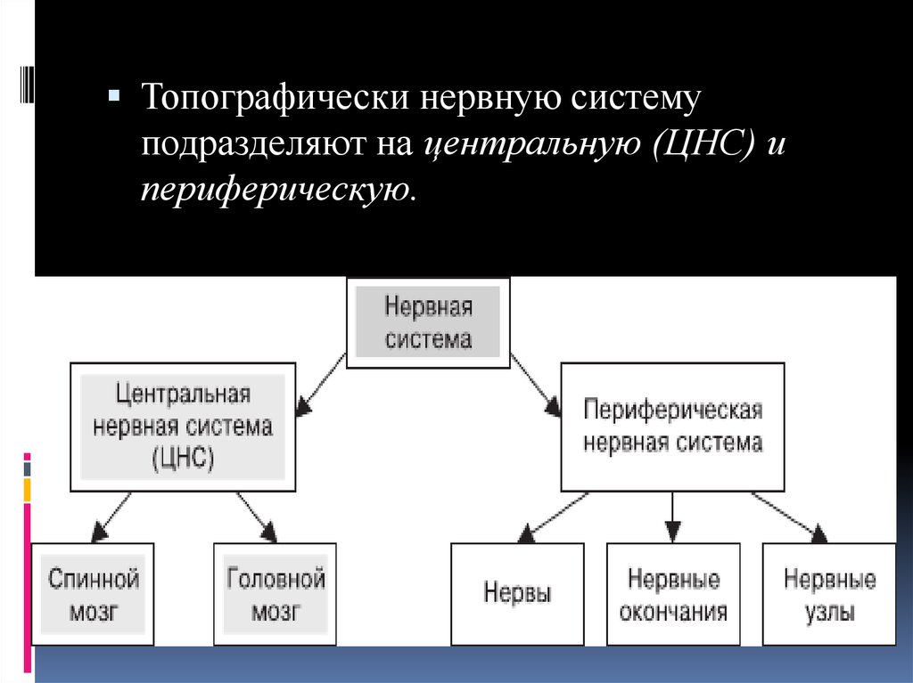 Классификация нервной системы периферическая центральная. Нервную систему подразделяют на. Нервы подразделяют на. Нервная система топографически.