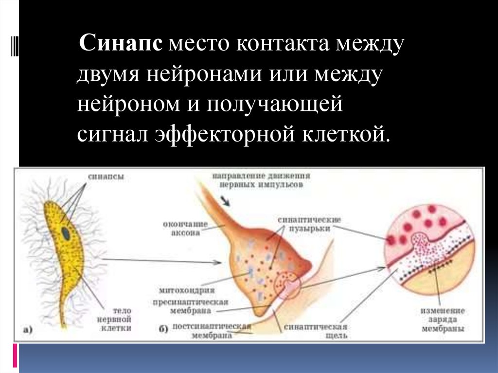 Место контакта. Синапс контакт между нейронами. Контакт между двумя нейронами. Место контакта между двумя нейронами. Синапс место контакта нейронов.