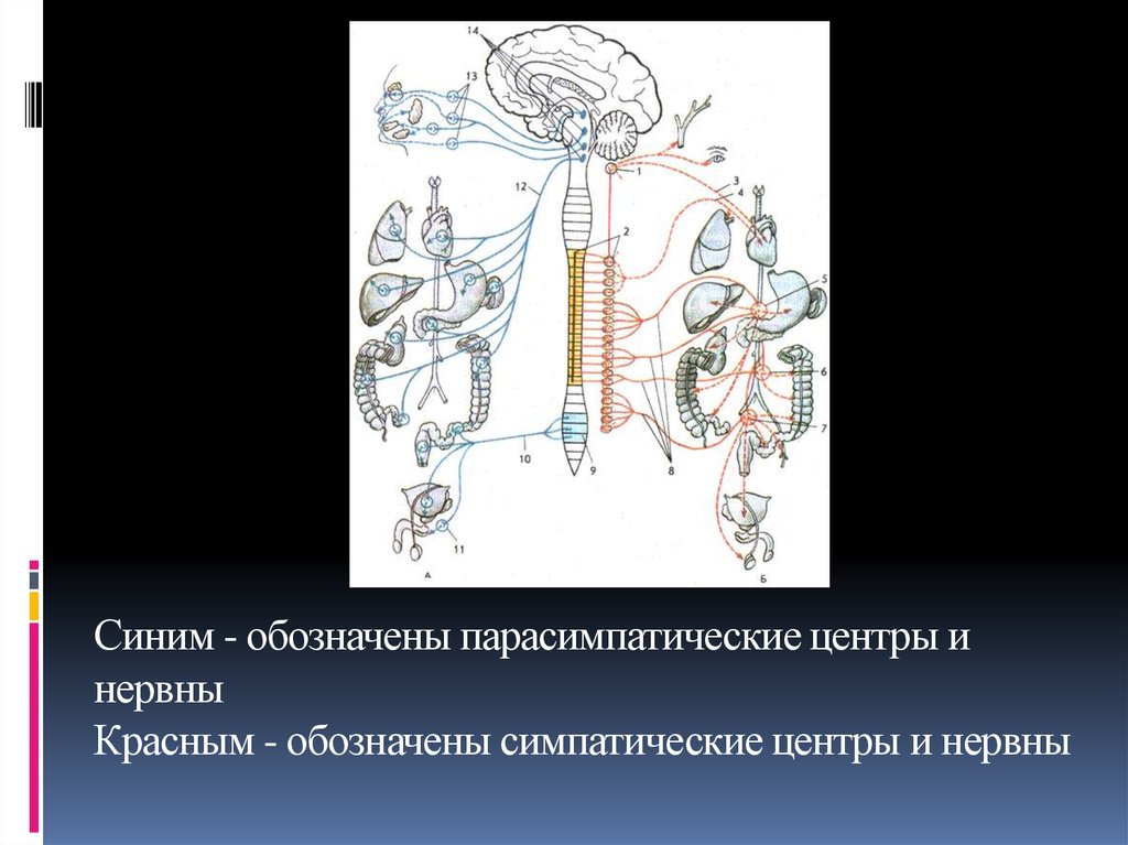 вегетативная нервная система вегетативные центры. преганглионарные нейроны симпатической системы. симпатический отдел вегетативной нервной системы схема. вегетативные нейроны локализованы. строение вегетативной нс.