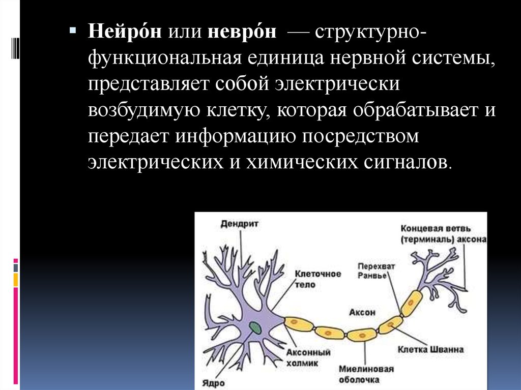 Структурная и функциональная единица нервной системы