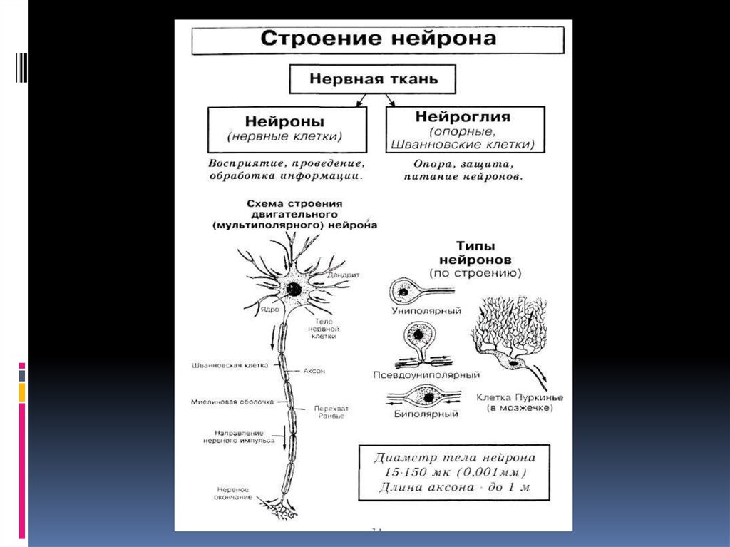 Классификация нервной системы Нейрон. Строение нейрона виды нейронов. Клетки нервной системы схема. Схема строения двигательного нейрона.