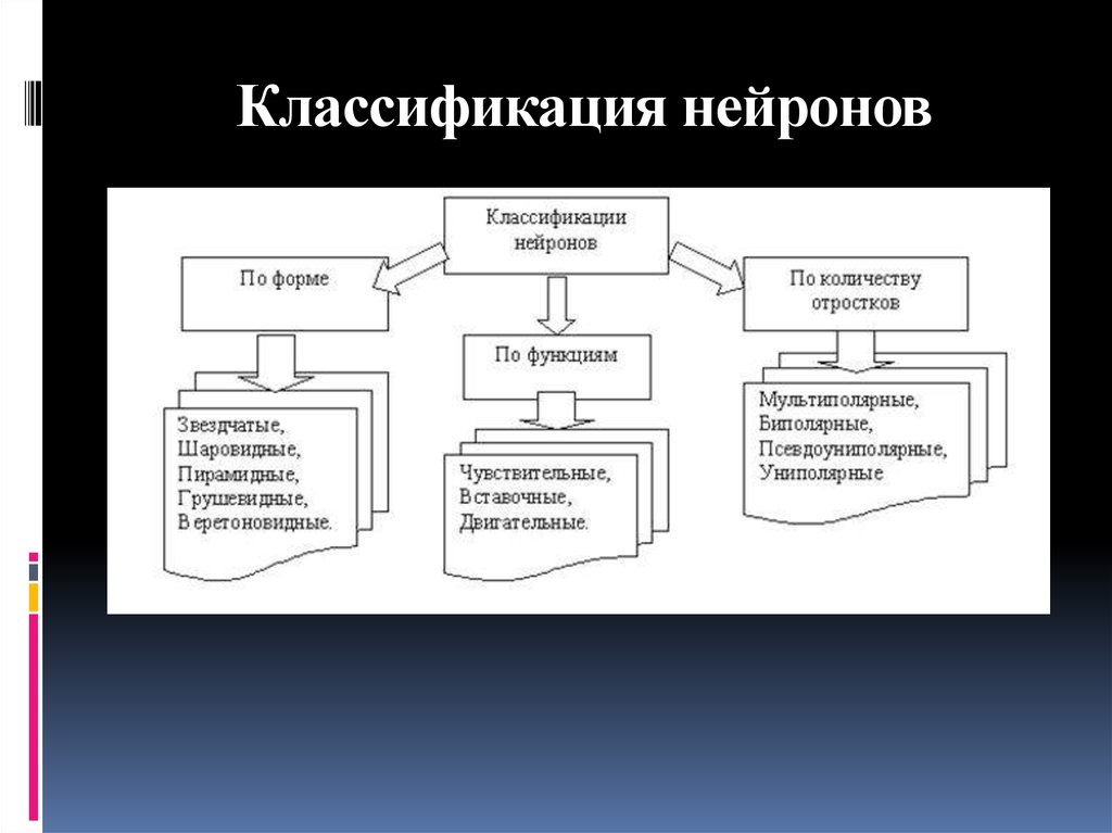 Схема классификация нейронов