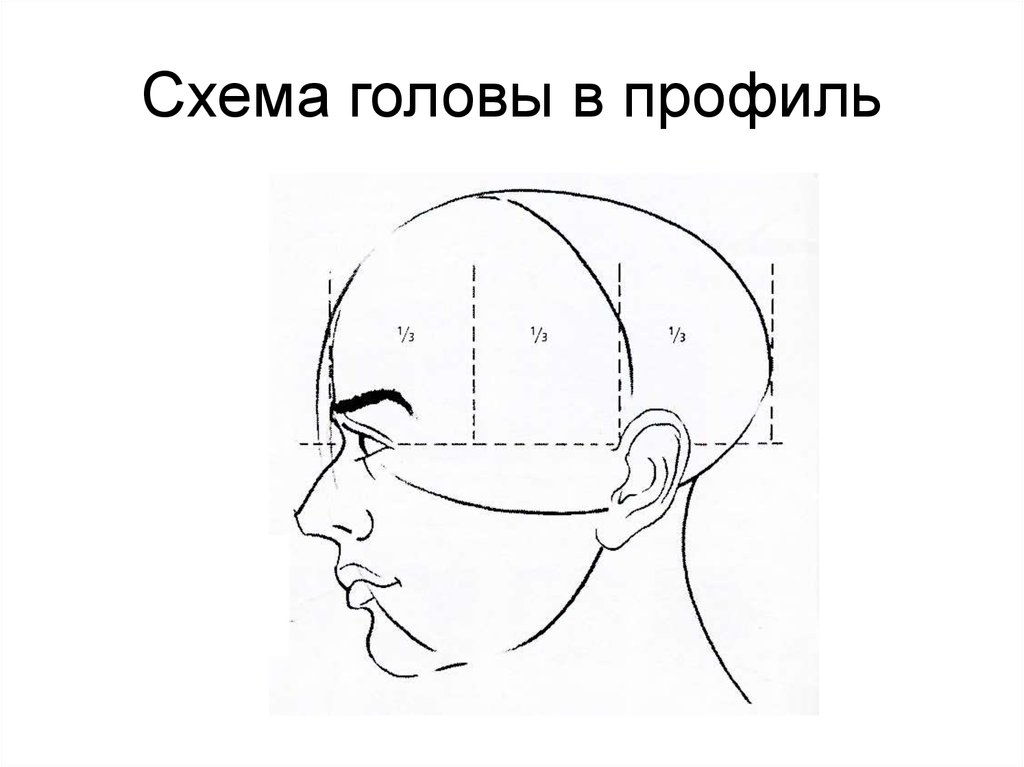 Затылок схема. Голова в профиль схема. Схема головы человека. Схемы головы человека в профиль рисунок. Схема головы для парикмахеров.