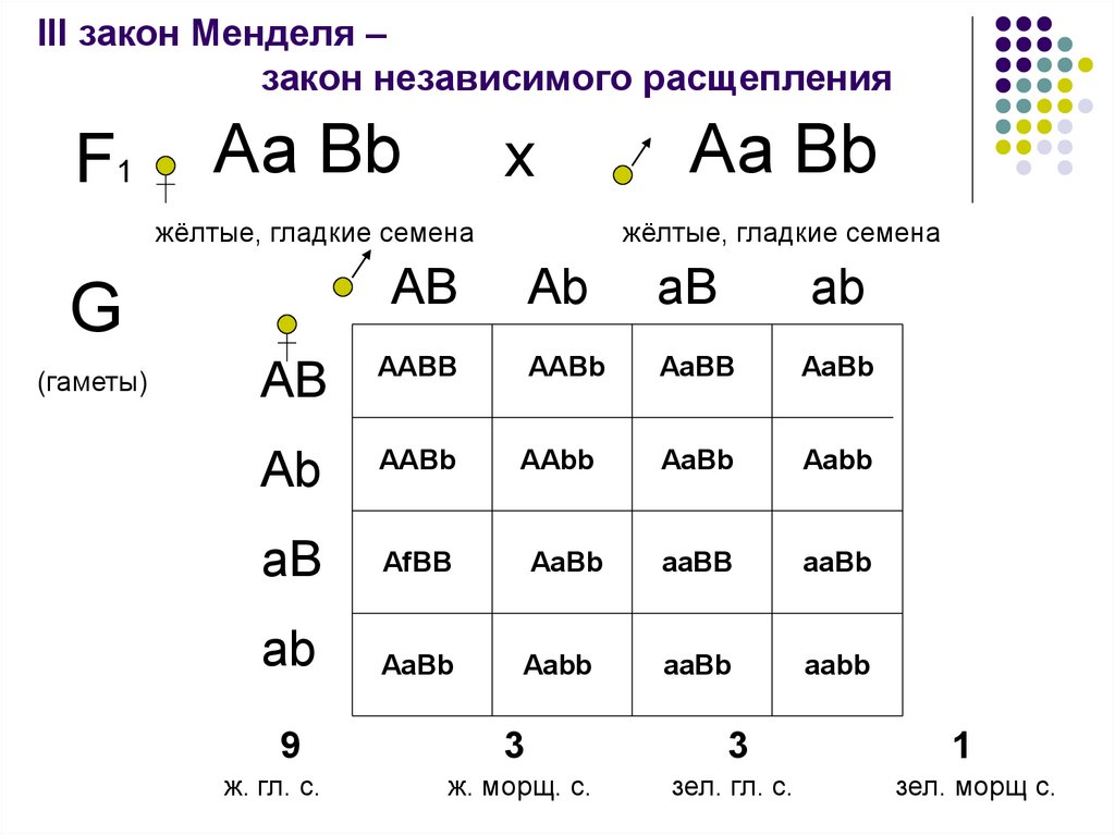 Закон расщепления схема