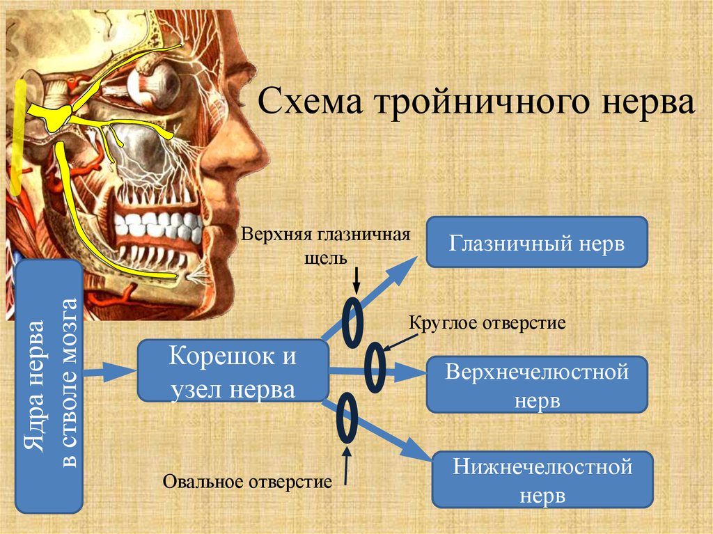 Точки выхода тройничного нерва на лице фото