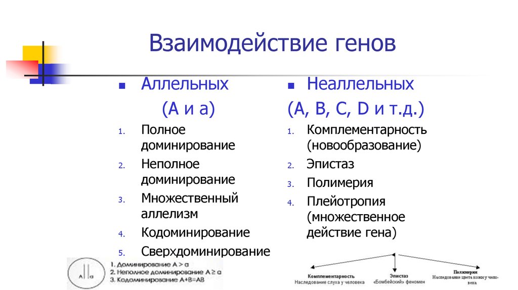 Взаимодействие аллельных и неаллельных генов презентация