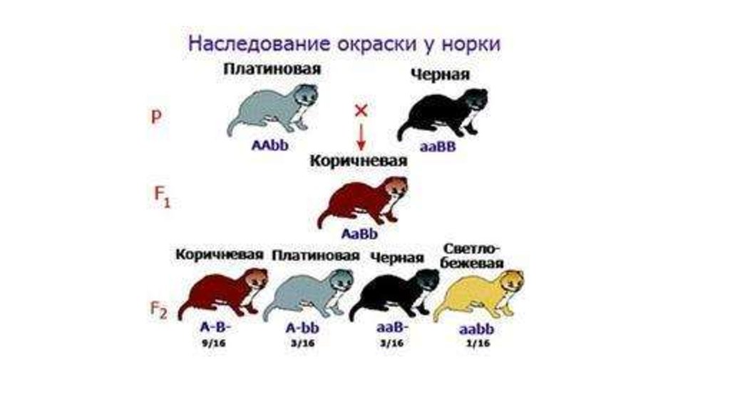 Рассмотрите рисунок наследование платиновой окраски меха у норок