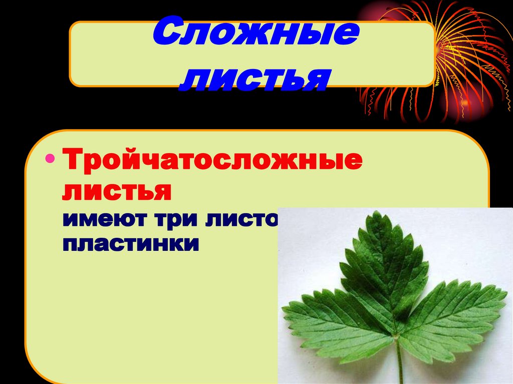 Внешнее строение листьев презентация. Тройчатосложный лист. Примеры тройчатосложных листьев. Растения с тройчатосложными листьями. Простые тройчатосложные листья.