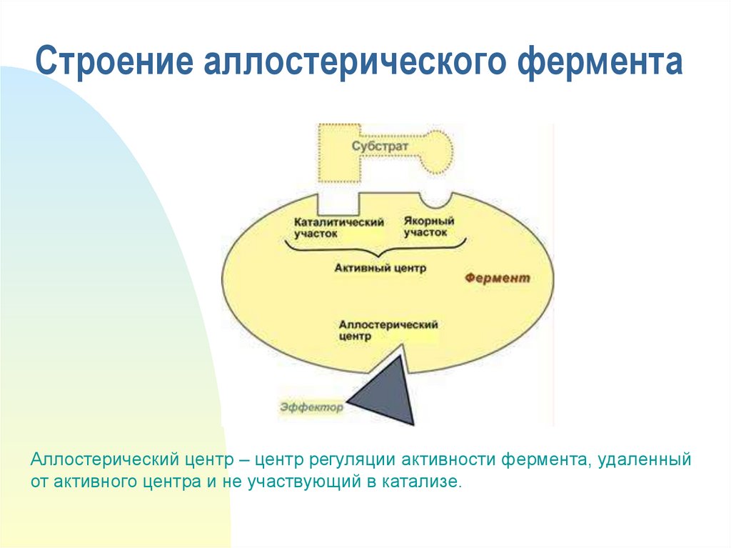 Строение фермента рисунок