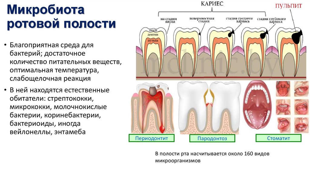 Для полости рта характерно. Микробиота ротовой полости. Микрофлора полости рта человека. Патогенная микрофлора полости рта. Микрофлора полости рта человека микробиология.