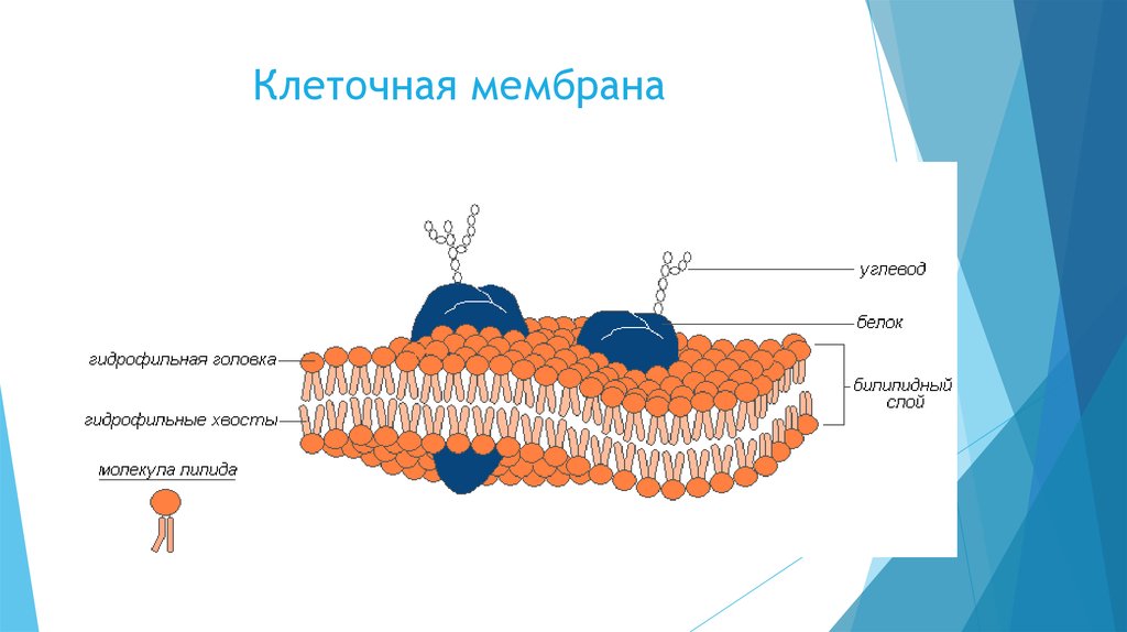 Рисунок клеточной мембраны