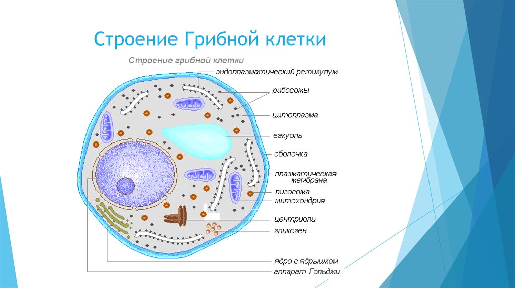 Схема строения грибной клетки