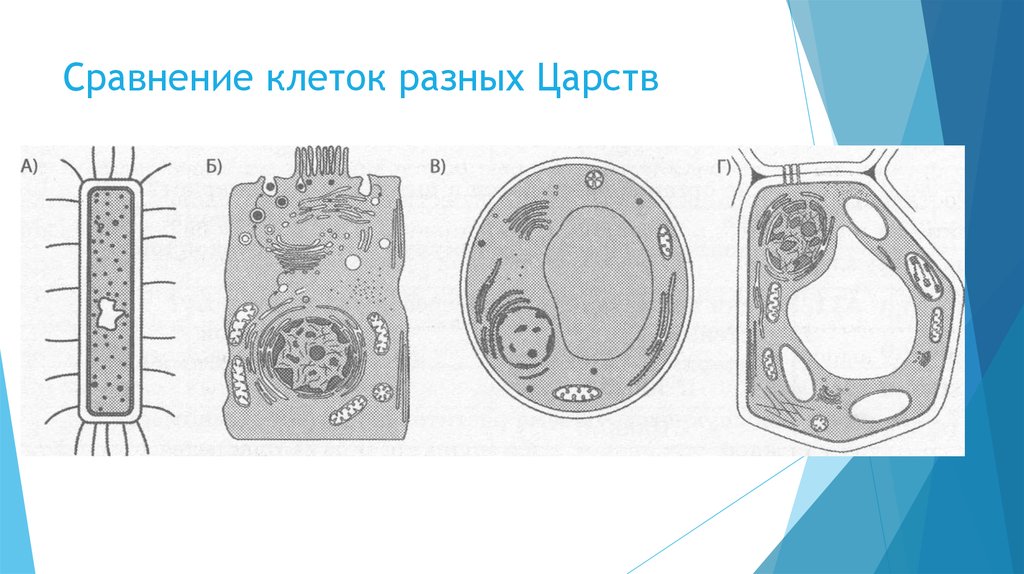 Презентация сравнение клеток