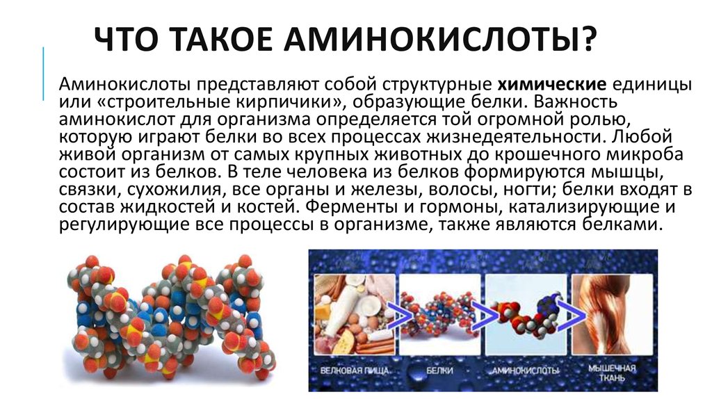 Образующие белки. Аминокислоты представляют собой. Аминокислоты образующие белки. Аминокислоты химические единицы образующие белки.. Аминокислоты это строительный материал.