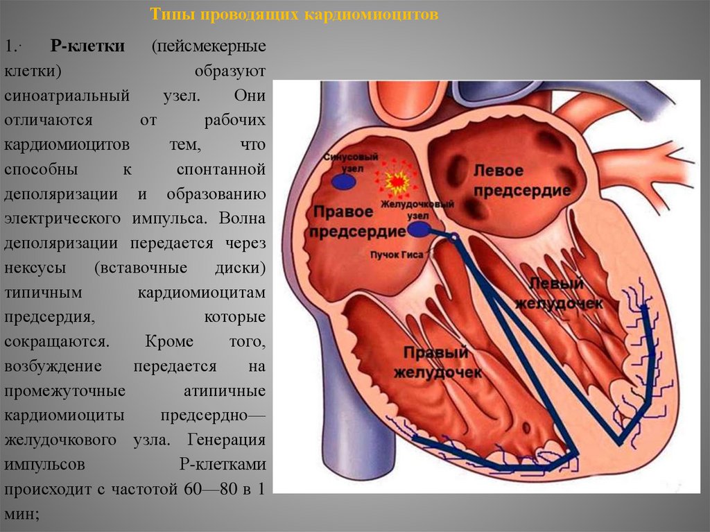 Какое сердце можно назвать. Строение и функции сердечно-сосудистой системы. Сердечно сосудистая и дыхательная система. Сердечно-сосудистая система схема. Сердечно сосудистая система анатомия.