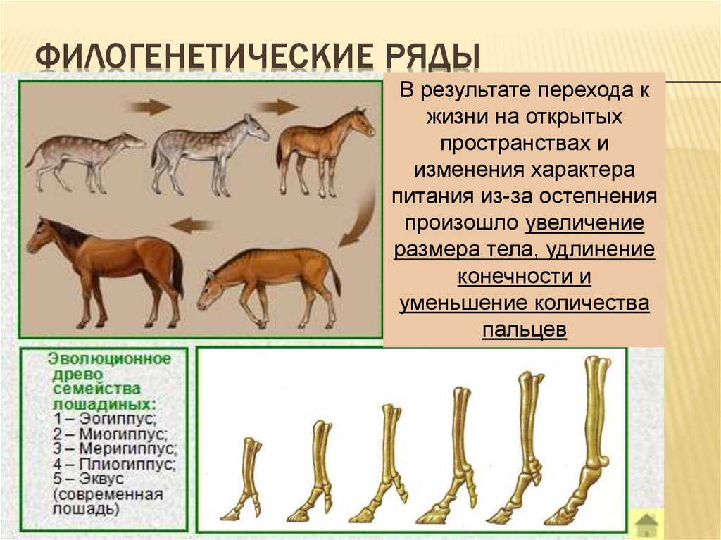 Группы изучения эволюции. Филогенетический ряд лошади Ковалевский. Филогенетический ряд лошади доказательства эволюции. Филогенетический ряд лошади это сравнительно анатомический. Филогенетический ряд конечностей лошади.