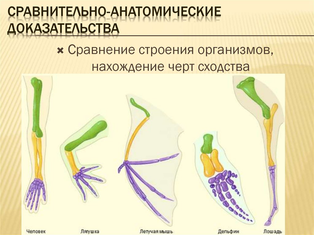 Отсутствие генетического родства выполнение различных функций единый план строения егэ