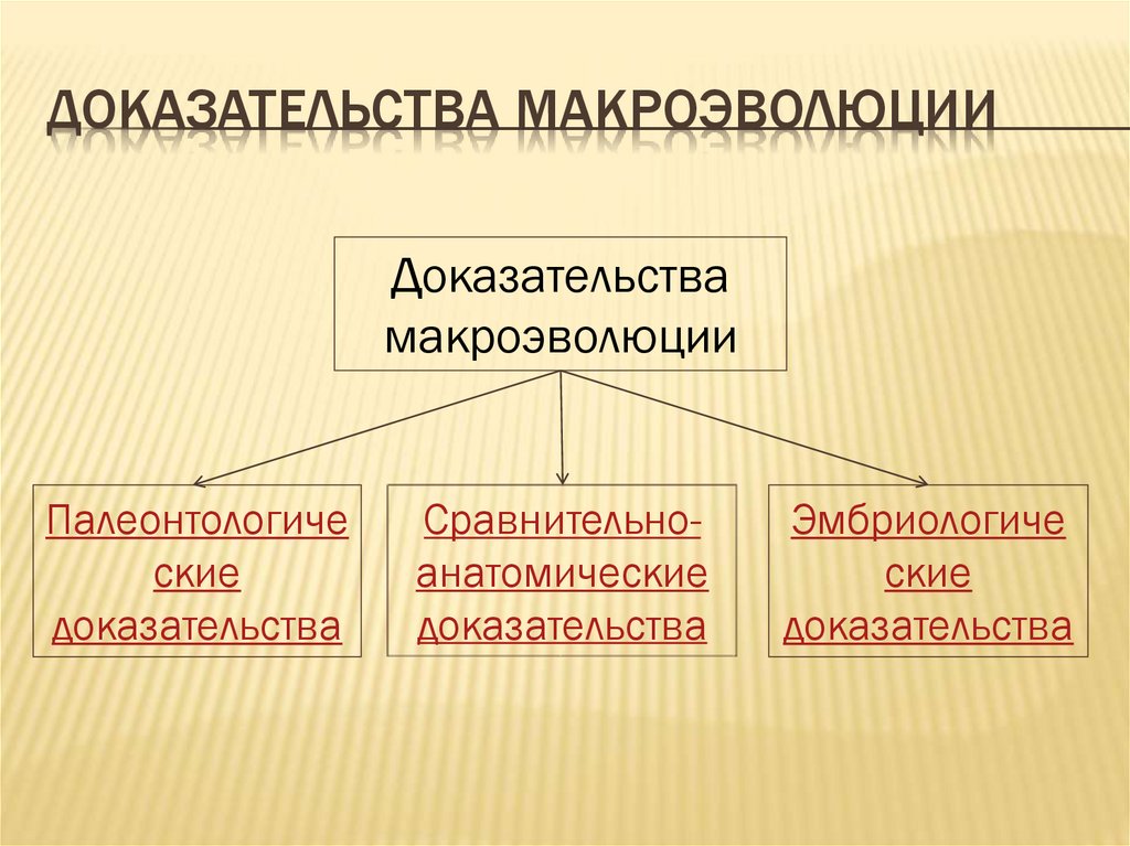 Презентация по биологии 9 класс макроэволюция