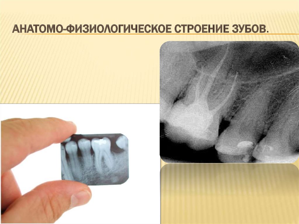 Анатомо физиологическое строение зуба. Анатомо физиологическое строение зуба в.