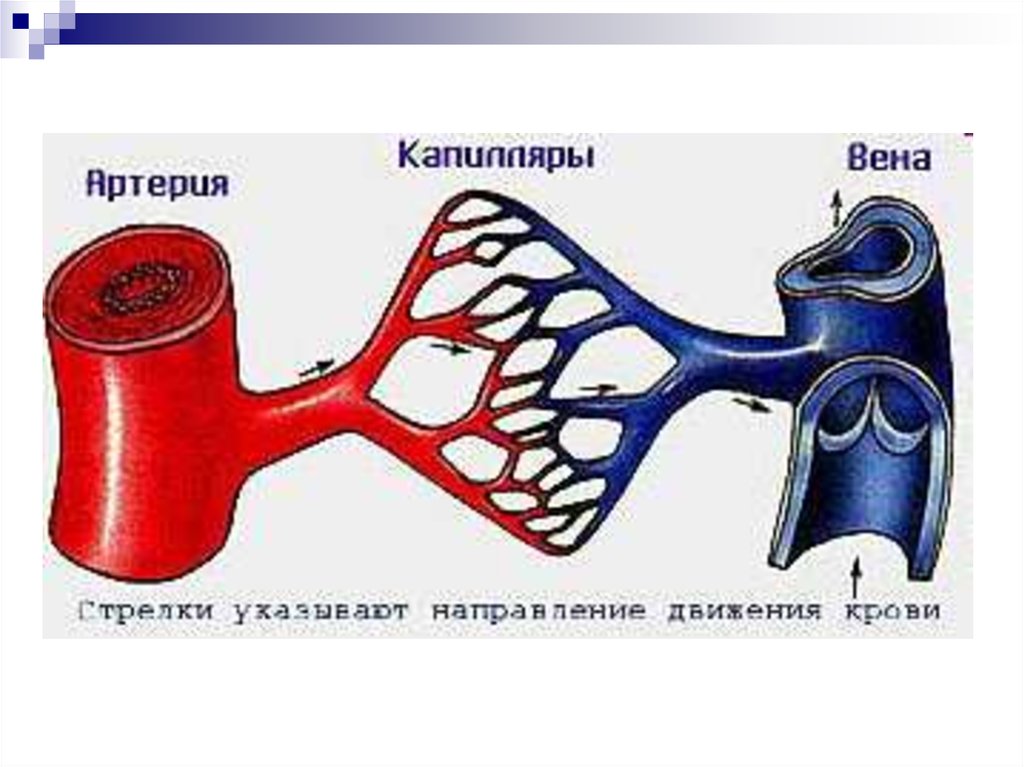 Артерии 2 вены 3 капилляры. Изображения сосудистого русла. Рисунок капилляров вен. Сосуд и капилляр рисунок. Капилляры газообмен кровеносные сосуды.