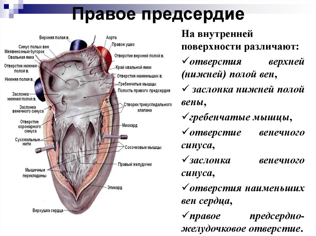 Вена в правом предсердии