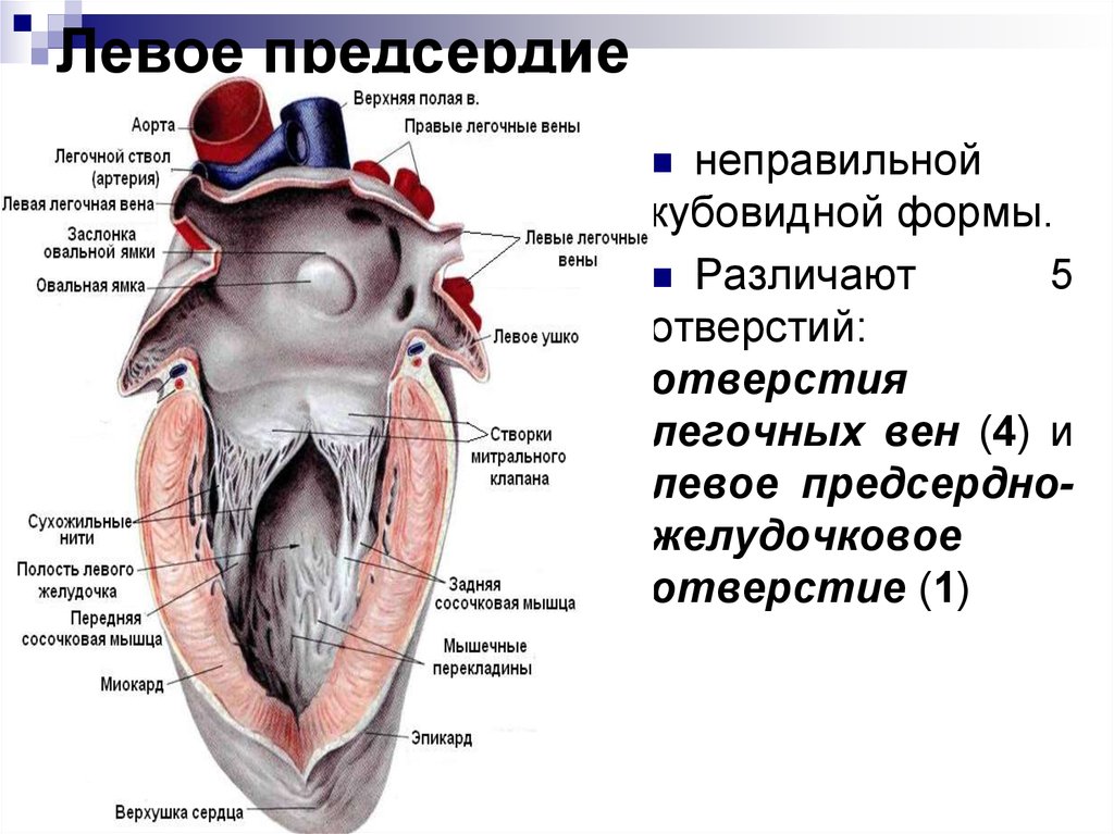 Правое предсердие аорта левый желудочек легкие левое. Строение левого правого предсердия и желудочка. Строение правого предсердия и правого желудочка. Правое предсердие сердца анатомия. Сердце анатомия желудочки и предсердия.