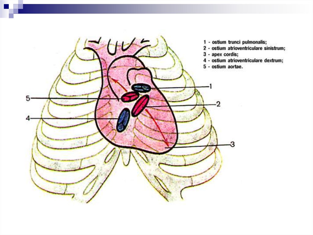 Клапаны сердца на грудной клетке